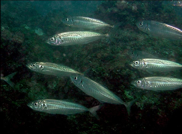 Trachurus mediterraneus (Sugarello maggiore)